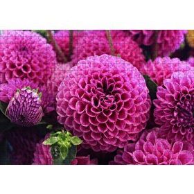 Cakapuzzle Pembe Dahlia Çiçekleri 120 Parça Ahşap Puzzle