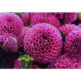 Cakapuzzle Pembe Dahlia Çiçekleri 120 Parça Ahşap Puzzle