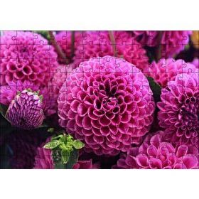 Cakapuzzle Pembe Dahlia Çiçekleri 120 Parça Puzzle