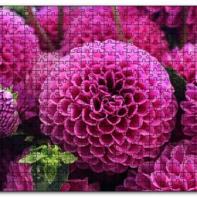 Cakapuzzle Pembe Dahlia Çiçekleri Mdf 500 Parça Puzzle