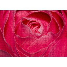 Cakapuzzle Pembe Gül Yakın Çekim 500 Parça Puzzle