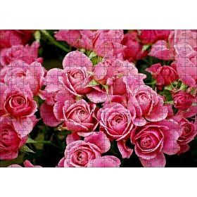 Cakapuzzle Pembe Güller 120 Parça Ahşap Puzzle