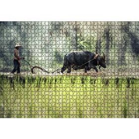 Cakapuzzle Pirinç Tarlası Süren Vietnamlı 120 Parça Ahşap Puzzle
