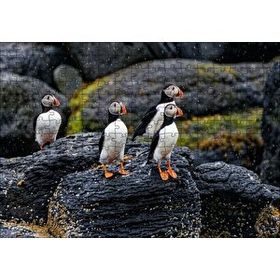Cakapuzzle Puffin Bird Beak Rock 120 Parça Ahşap Puzzle