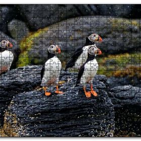 Cakapuzzle Puffin Bird Beak Rock Mdf 500 Parça Puzzle