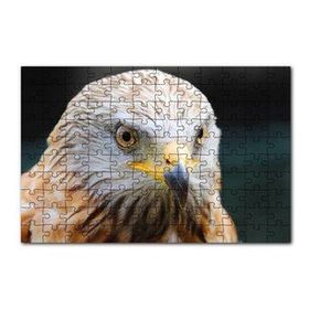 Cakapuzzle Şahin Keskin Gözler Yakın Çekim 120 Parça Ahşap Puzzle