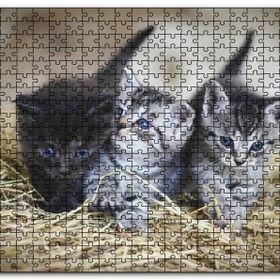Cakapuzzle Samanlar Arasında Mavi Gözlü Üç Yavru Kedi Mdf 120 Parça Puzzle