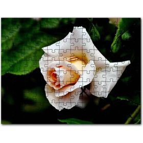 Cakapuzzle Sarı Beyaz Gül Yakın Çekim 1000 Parça Puzzle