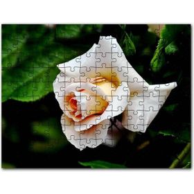 Cakapuzzle Sarı Beyaz Gül Yakın Çekim 1000 Parça Puzzle