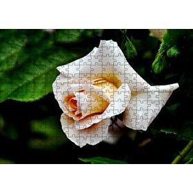 Cakapuzzle Sarı Beyaz Gül Yakın Çekim 120 Parça Ahşap Puzzle