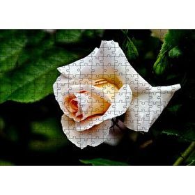 Cakapuzzle Sarı Beyaz Gül Yakın Çekim 120 Parça Ahşap Puzzle