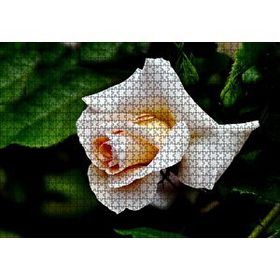 Cakapuzzle Sarı Beyaz Gül Yakın Çekim 120 Parça Ahşap Puzzle