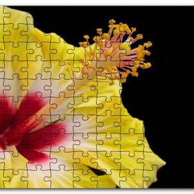 Cakapuzzle Sarı Gülhatmi Çiçeği Yakın Çekim Siyah Arkaplan Mdf 120 Parça Puzzle
