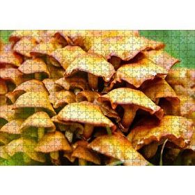 Cakapuzzle Sarı Mantarlar 120 Parça Ahşap Puzzle