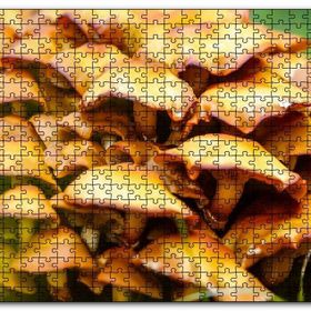 Cakapuzzle Sarı Mantarlar Mdf 500 Parça Puzzle