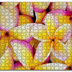 Cakapuzzle Sarı Plumeria Çiçekleri Mdf 500 Parça Puzzle