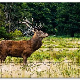 Cakapuzzle Sarı Yeşil Otlar Arasında Ren Geyiği ve Orman Mdf 255 Parça Puzzle