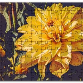 Cakapuzzle Sarı Yıldız Çiçeği Yakın Çekim Mdf 255 Parça Puzzle