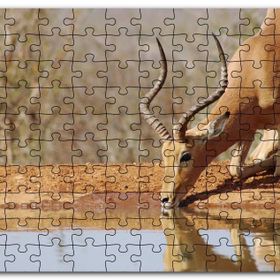 Cakapuzzle Savanada Diz Çökmüş Su İçen İmpala Mdf 500 Parça Puzzle