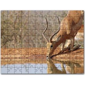 Cakapuzzle Savanada Diz Çökmüş Su İçen İmpala Mdf 500 Parça Puzzle