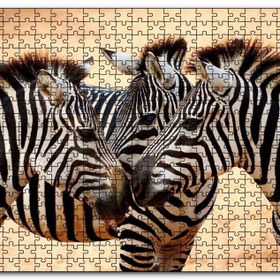 Cakapuzzle Savanada Üç Kafadar Zebra Yakın Plan Mdf 1000 Parça Puzzle