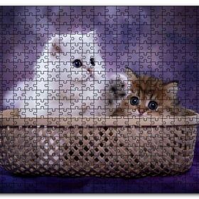 Cakapuzzle Sepette Beyaz ve Tekir Sevimli Kediler Mdf 500 Parça Puzzle