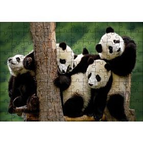 Cakapuzzle Sevimli Panda Yavruları Mdf 120 Parça Puzzle