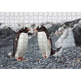 Cakapuzzle Sevimli Penguenler ve Çakıl Taşları 255 Parça Puzzle