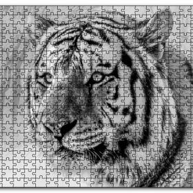 Cakapuzzle Sibirya Kaplanı Siyah Beyaz Yakın Çekim Mdf 120 Parça Puzzle