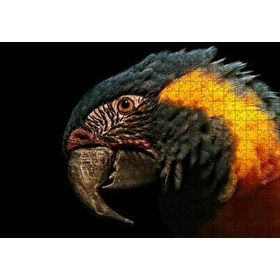Cakapuzzle Siyah Arkaplan Turuncu Siyah Macaw 120 Parça Ahşap Puzzle
