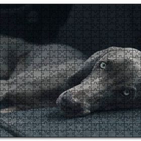 Cakapuzzle Siyah Doghound Siyah Zemin Karanlık Arkaplan Mdf 255 Parça Puzzle