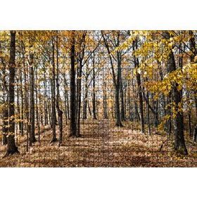 Cakapuzzle Sonbahar Renklerinde Orman 120 Parça Ahşap Puzzle