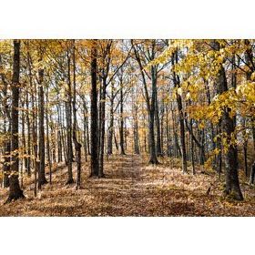 Cakapuzzle Sonbahar Renklerinde Orman 120 Parça Ahşap Puzzle