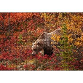 Cakapuzzle Sonbahar Renkli Ormandaki Boz Ayı 120 Parça Ahşap Puzzle