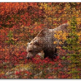 Cakapuzzle Sonbahar Renkli Ormandaki Boz Ayı Mdf 500 Parça Puzzle