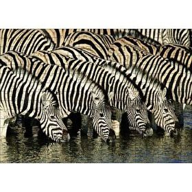 Cakapuzzle Su İçen Zebra Sürüsü Görseli 120 Parça Ahşap Puzzle
