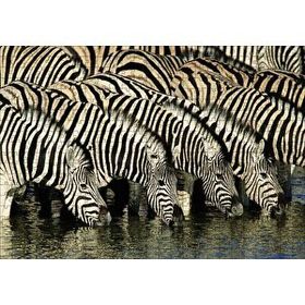Cakapuzzle Su İçen Zebra Sürüsü Görseli 120 Parça Ahşap Puzzle