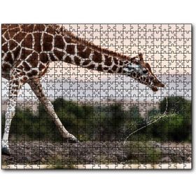 Cakapuzzle Su Içen Zurafa 255 Parça Puzzle