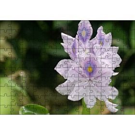 Cakapuzzle Sümbül Yakın Plan 120 Parça Ahşap Puzzle