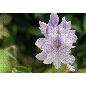 Cakapuzzle Sümbül Yakın Plan 120 Parça Ahşap Puzzle