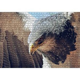 Cakapuzzle Süzülen Kartal Yakın Plan Puzzle