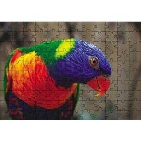 Cakapuzzle Swainson Papağanı Yakın Çekim Mdf 120 Parça Puzzle