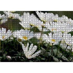 Cakapuzzle Taçlı Beyaz Dağ Laleleri Yakın Çekim Mdf 1000 Parça Puzzle