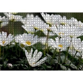 Cakapuzzle Taçlı Beyaz Dağ Laleleri Yakın Çekim Mdf 1000 Parça Puzzle