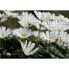 Cakapuzzle Taçlı Beyaz Dağ Laleleri Yakın Çekim Mdf 500 Parça Puzzle