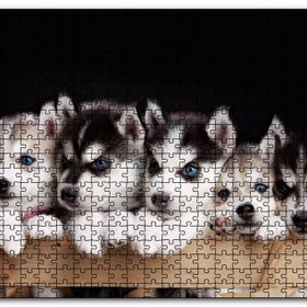 Cakapuzzle Tahta Kasa İçinde Beş Husky Yavrusu Mdf 1000 Parça Puzzle