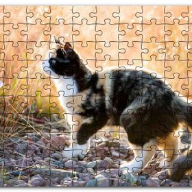 Cakapuzzle Taşların Üzerinde 3 Renk Kedi ve Sarı Otlar Mdf 255 Parça Puzzle