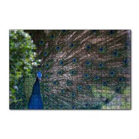 Cakapuzzle Tavuskuşu ve Harikulade Tüyleri 255 Parça Puzzle