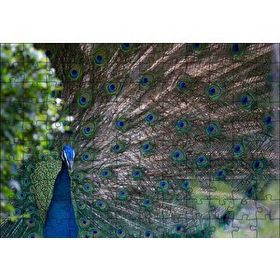 Cakapuzzle Tavuskuşu ve Harikulade Tüyleri 255 Parça Puzzle