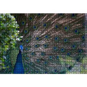 Cakapuzzle Tavuskuşu ve Harikulade Tüyleri 255 Parça Puzzle
